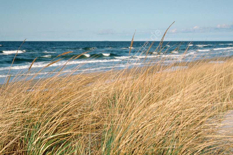 Ostsee_und_Strandhafer