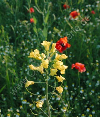 Feldblumen_01