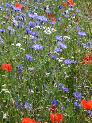 Mohn_Kornblumen_01