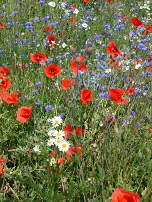 Mohn_Kornblumen_02