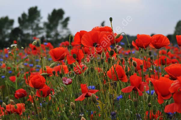 Mohn_Kornblumen_04