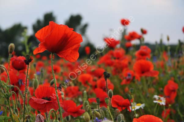 Mohn_Kornblumen_05