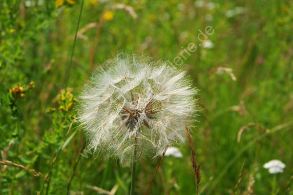 Pusteblume