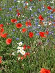 Mohn_Kornblumen_02