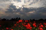 Mohn_Kornblumen_03