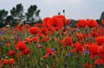 Mohn_Kornblumen_04