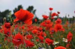 Mohn_Kornblumen_05