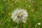 Pusteblume